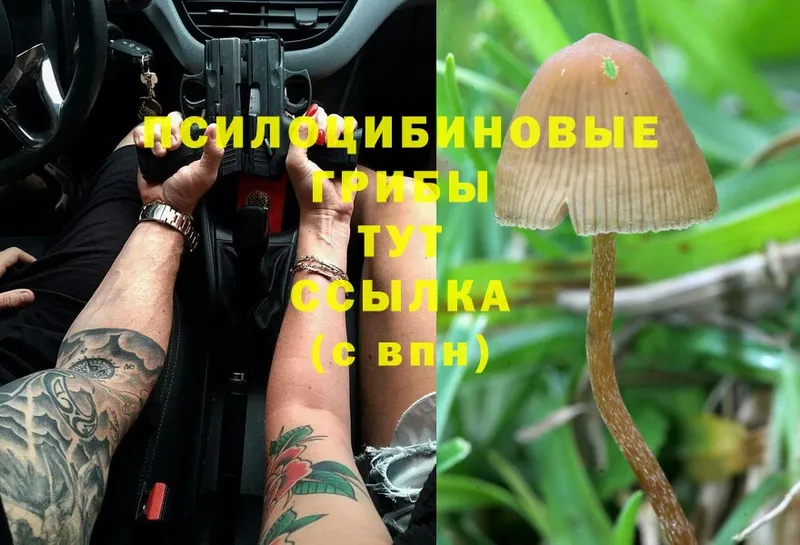 Псилоцибиновые грибы Cubensis  продажа наркотиков  Сланцы 